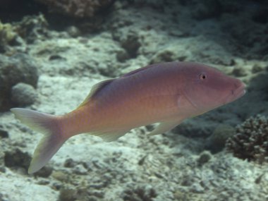 Yellowsaddle goatfish