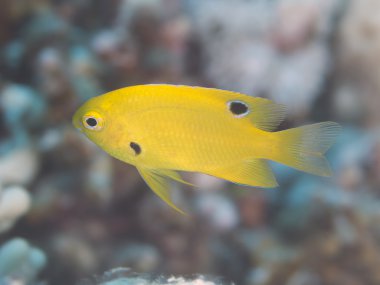 Kükürt küçük hanım