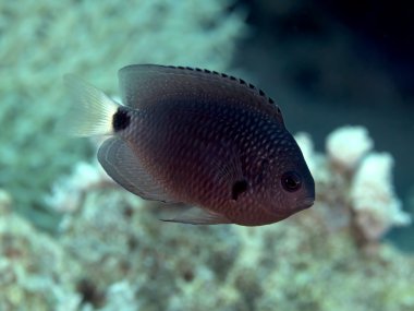 그물 모양의 계 집 아이retiküle küçük hanım