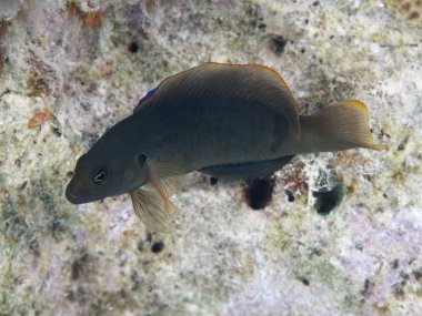 Zeytin dottyback