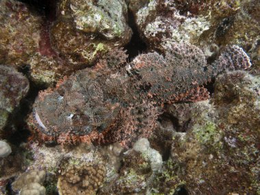 devamını scorpionfish