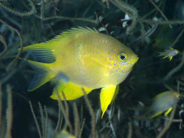 Golden damselfish — Stock Photo, Image