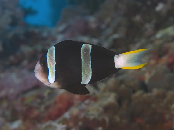 Yellowtail clownfish — Stock Photo, Image