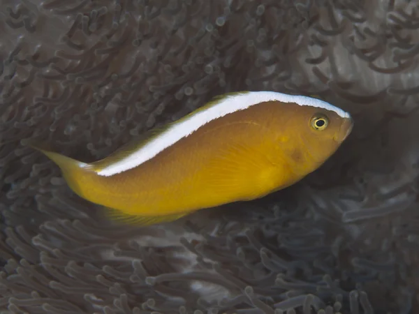 Orange skunk clownfish — Stock Photo, Image
