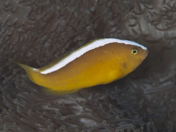 Peixe-palhaço-da-índia — Fotografia de Stock