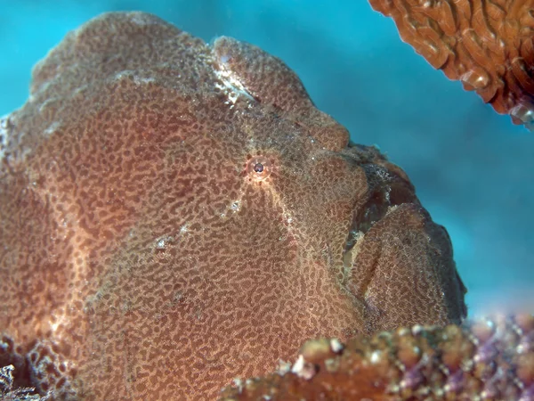 Commerson's frogfish — Stock Photo, Image