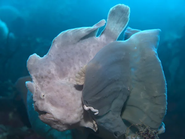 Commerson's frogfish — Stock Photo, Image