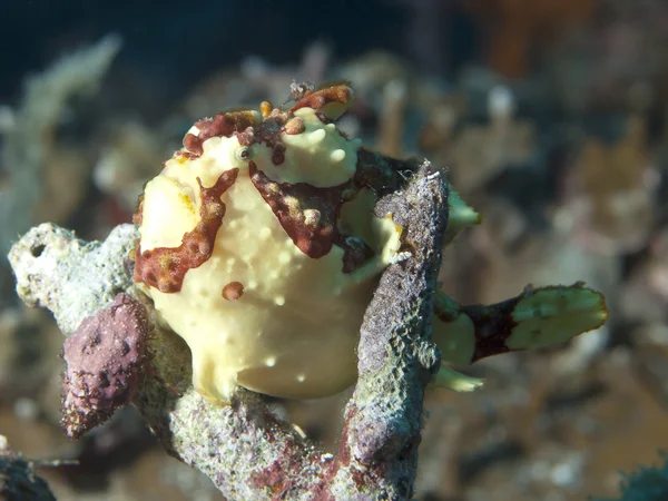 Painted frogfish — Stock Photo, Image