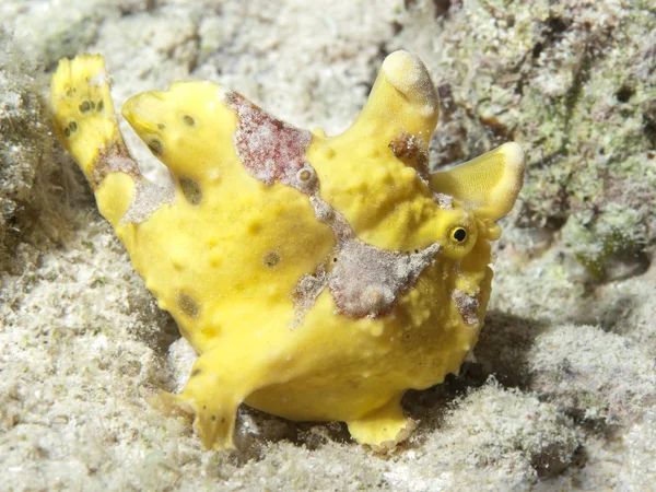 Painted frogfish — Stock Photo, Image