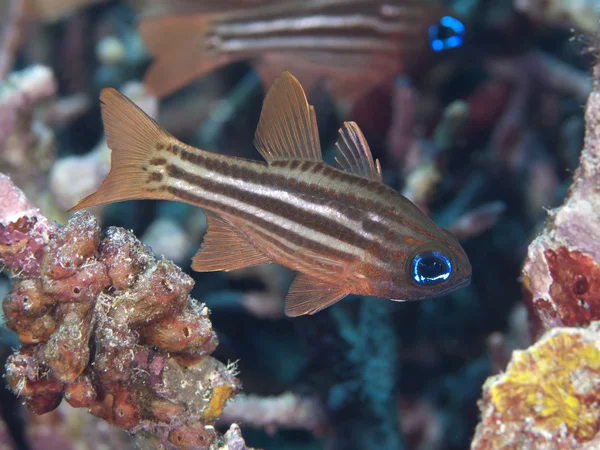 Okrové pruhované cardinalfish — Stock fotografie