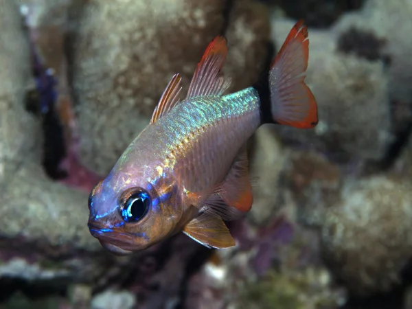 Cardinalfish — стокове фото