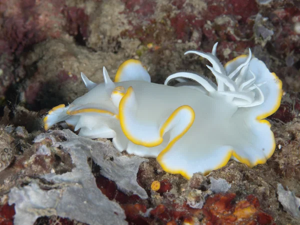 Nudibranquio ardeadoris egretta —  Fotos de Stock