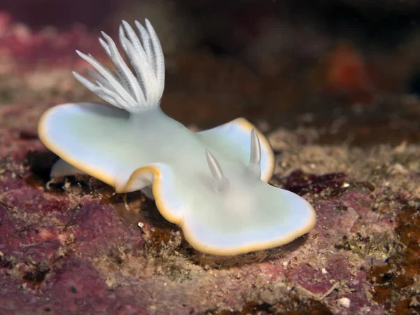 Nudibranquio ardeadoris egretta —  Fotos de Stock