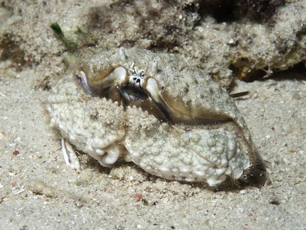 Hepatic box crab — Stock Photo, Image