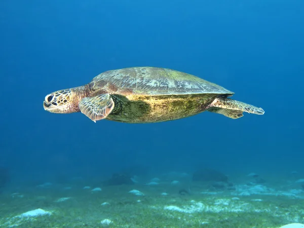 Green turtle — Stock Photo, Image