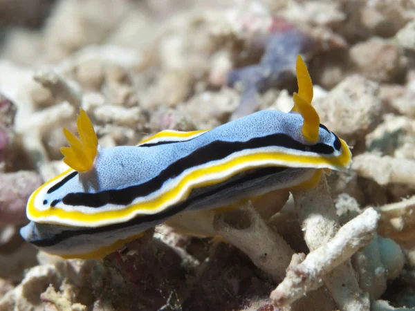 Nudibranch Chromodoris annae — Stock Photo, Image