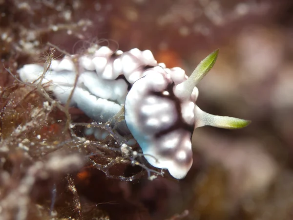 Nudibranquio chromodoris geometrica —  Fotos de Stock