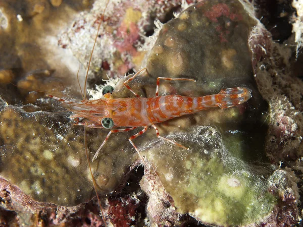 Udang menari bermata hijau — Stok Foto