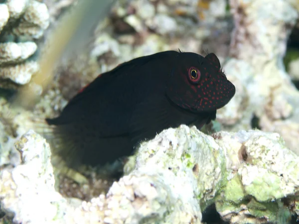 施普林格 blenny — 图库照片