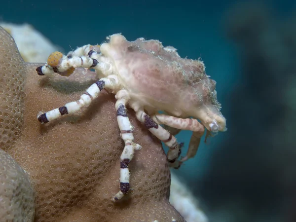 Corallimorph dekoratör krabba — Stockfoto