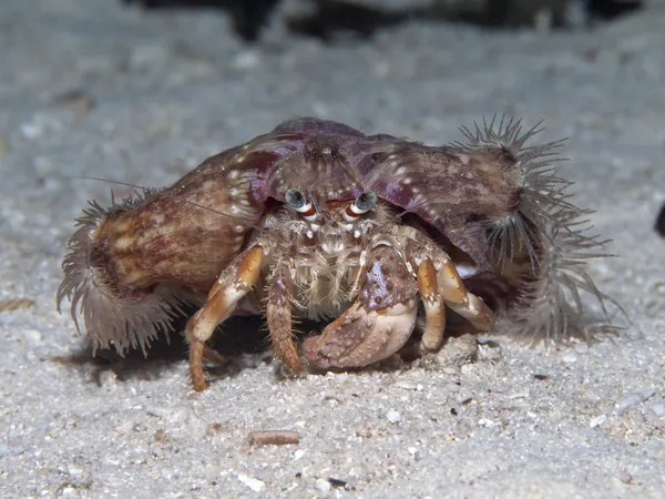 Anemone hermit crab — Stock Photo, Image