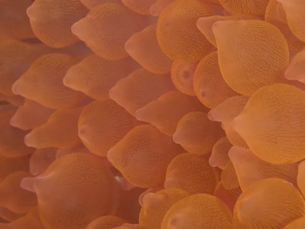 Coral texture — Stock Photo, Image