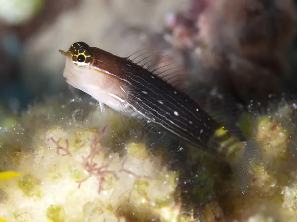 Pictus blenny — Stockfoto