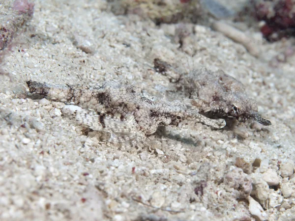 Kleine Drachenfische — Stockfoto