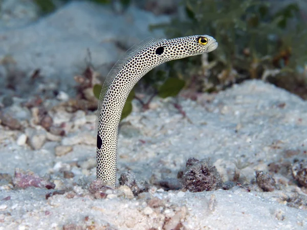 Gevlekte tuin-eel — Stockfoto