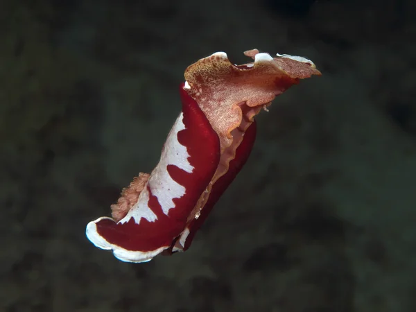 Dançarino espanhol Nudibranch — Fotografia de Stock