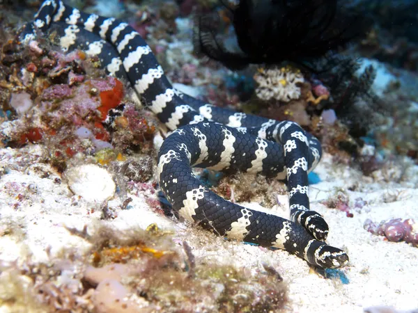 Krait di mare fasciato — Foto Stock