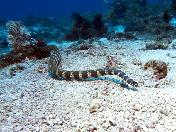 Feketeöves tengerikígyó sávos — Stock Fotó