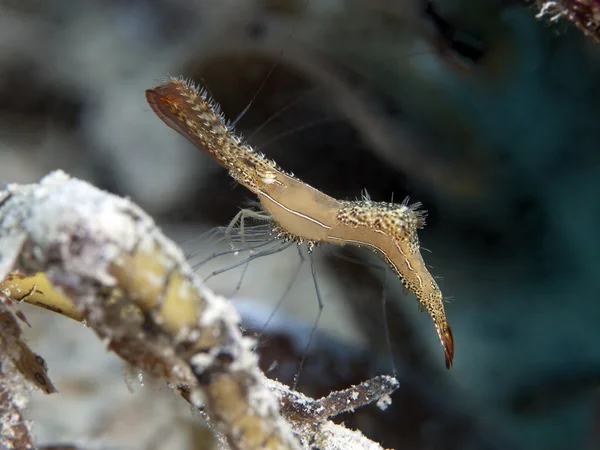 Long nose shrimp — Stock Photo, Image