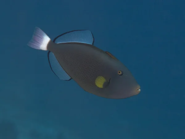 Pinktail triggerfish — Stock Photo, Image