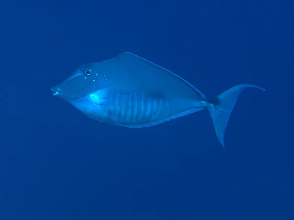 Humpback unicornfish — Stock Photo, Image