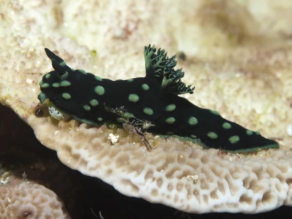 Csupaszkopoltyús csigák nembrotha cristata — Stock Fotó