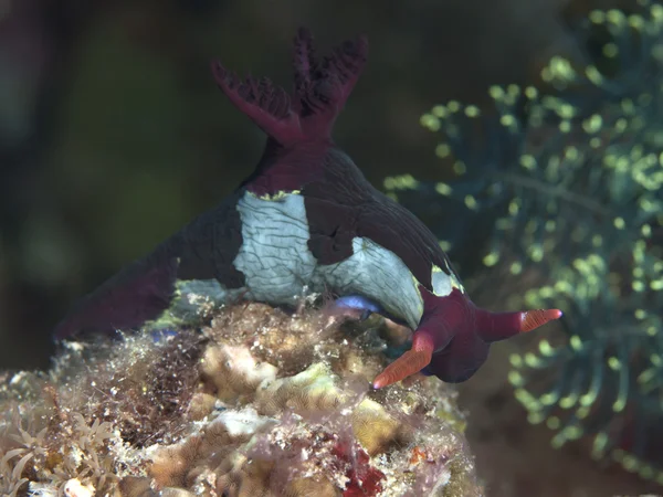 Nudibranquio nembrotha rutilans —  Fotos de Stock