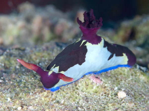 Nudibranch nembrotha červenožlutá — Stock fotografie