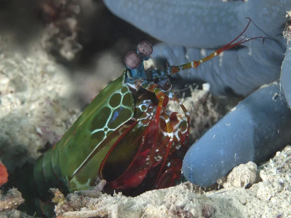 Peacock mantis shrimp