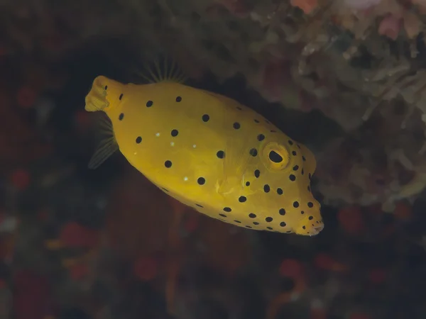 Yellow boxfish — Stock Photo, Image