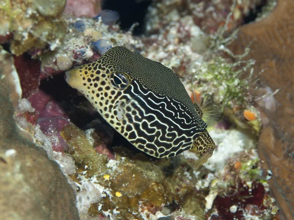 Reticulate boxfish — Stock Photo, Image