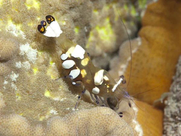 Tichomoří klaun anemone krevety — Stock fotografie