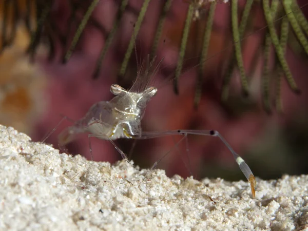 Glass shrimp — Stock Photo, Image