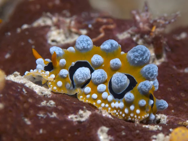 Nudibranch phyllidia ocellata — 스톡 사진