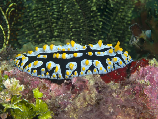 Nudibrânquios phyllidia varicosa — Fotografia de Stock