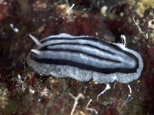 Nudibranch Phyllidiopsis xishaensis — Stock Photo, Image