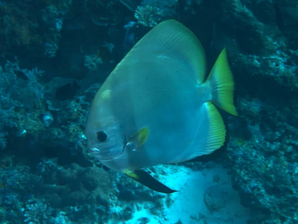 Longfin batfish — Stock fotografie