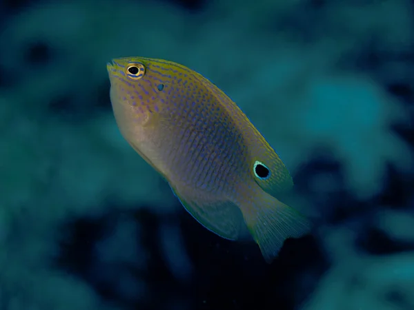 Gespikkelde damselfish — Stockfoto