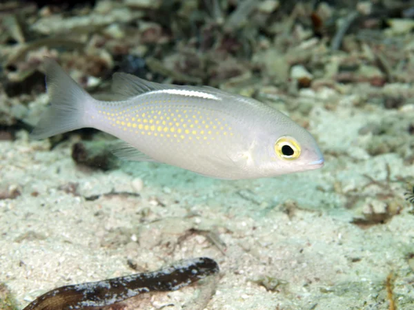 Dorada monocle con mandíbulas sierras — Foto de Stock