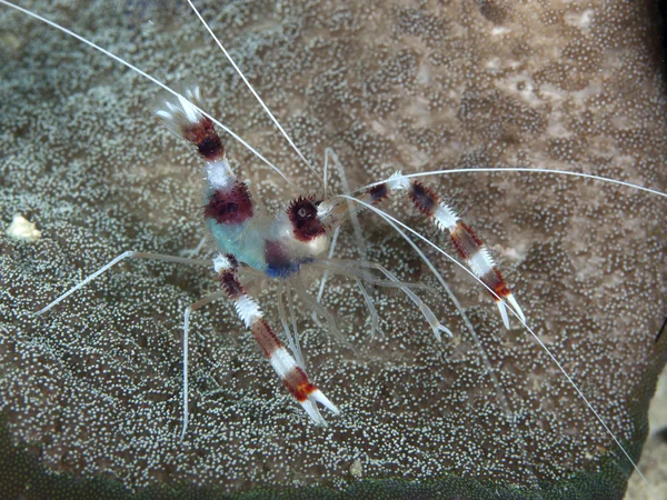Banded boxer shrimp — Stock Photo, Image